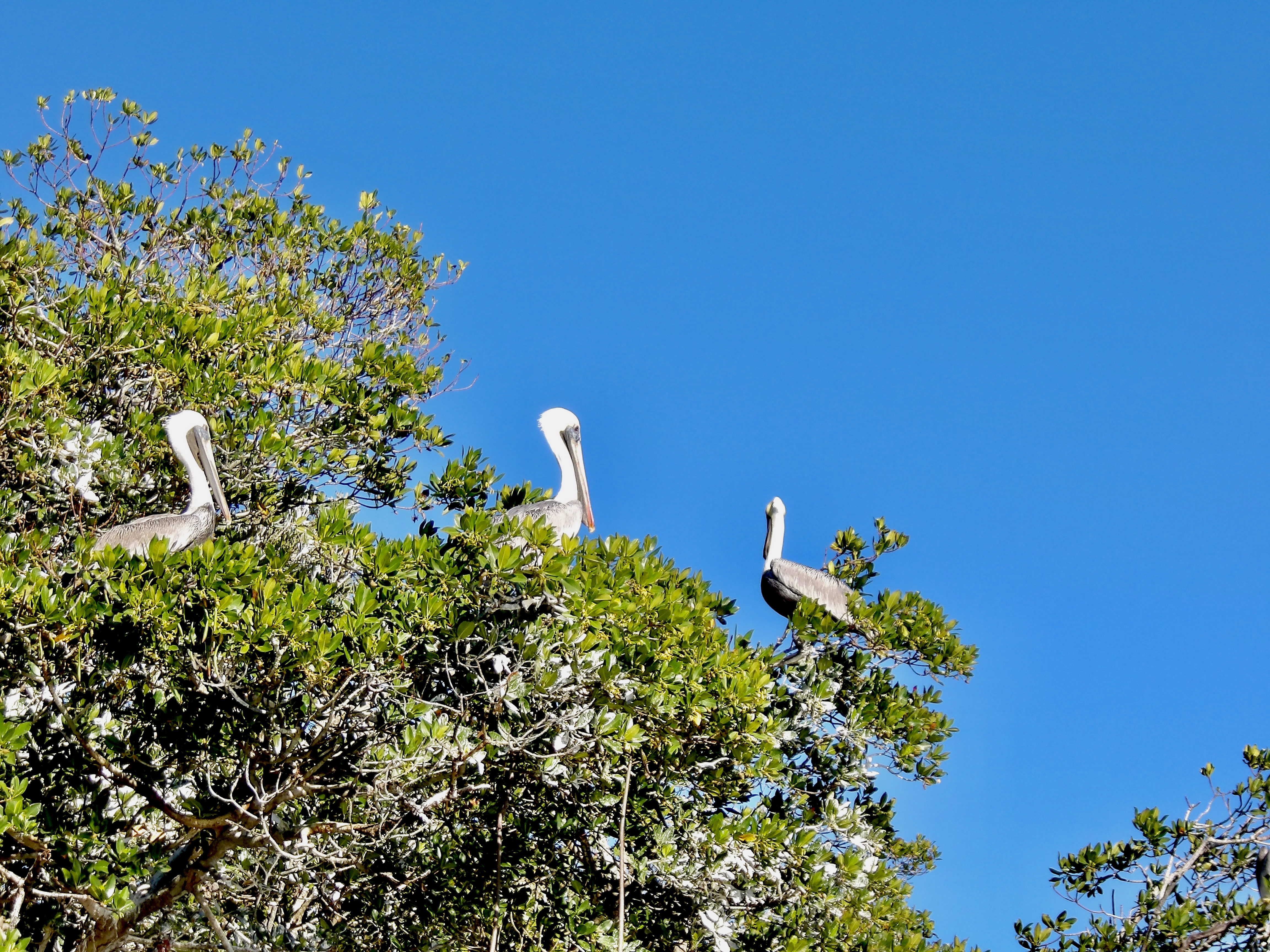 Traveler photo 3