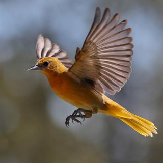 Female oriole in flight