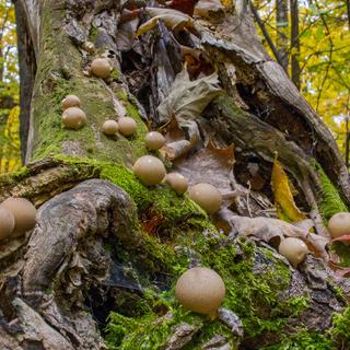 EOS 70D, f20, 1/15s ISO 1600, downsized, uncropped