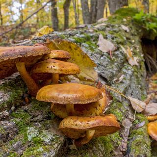 EOS 70D, f18, 0.4s, ISO 200, downsized, uncropped