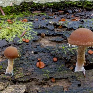 EOS 70D, f20, 6s, ISO 200, downsized, uncropped