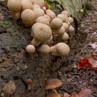 EOS 70D, f22, 1.6s, ISO 200, downsized, uncropped