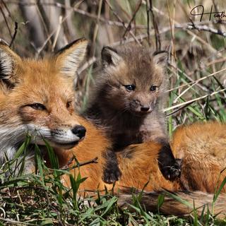 Female fox and kit