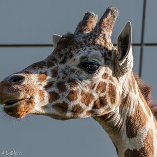 Giraffe
1/400 sec, f/13, iso800, 258.4 mm
Fuji x-t4