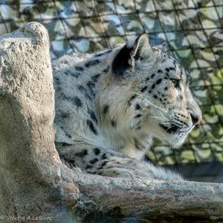 Snow Leopards
1/450 sec, f/7.1, iso1000, 300 mm
Fuji x-t4