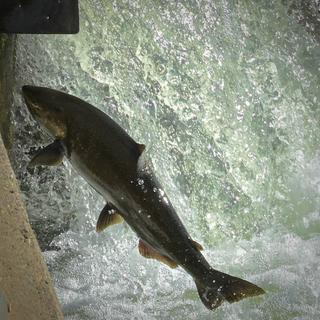 1st. attempt at photographing Salmon swimming up river to spawn.