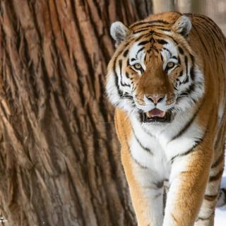 Taken at the zoo. Practice for my trip to africa with the new lens. Love the quality.