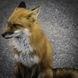 User submitted image