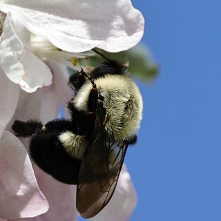 Bumblebee in apple tree - this lens does macro surprisingly well