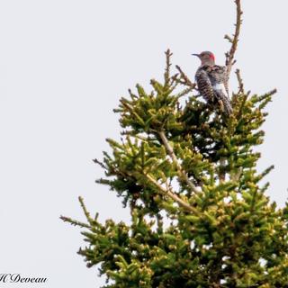 User submitted image