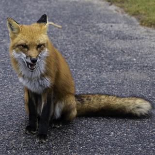 Fox who followed me to my car and was looking for handouts.