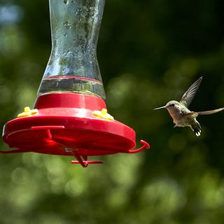 Hummingbird f/4 ISO 1600 1/8000 105 mm