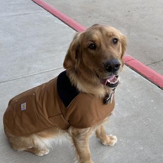 carhartt dog clothes
