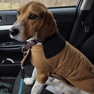 Dog Chore Coat | Carhartt