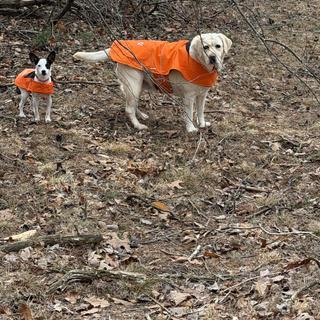 Dog Chore Coat | Gifts under $75 | Carhartt