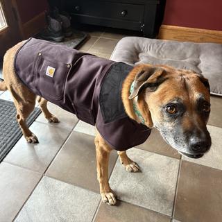 Dog Chore Coat | Gifts under $75 | Carhartt