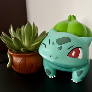 large succulent pots Large Succulent With Ceramic Vase ‖ Cactus ‖ Wood Trio Planter ‖ Plant –  MAWXO.COM main image 1